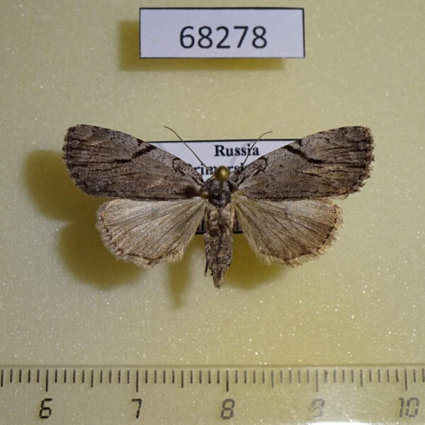 Noctuidae Balsa leodura f Primorye