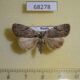 68278p Noctuidae Balsa leodura f Primorye $10