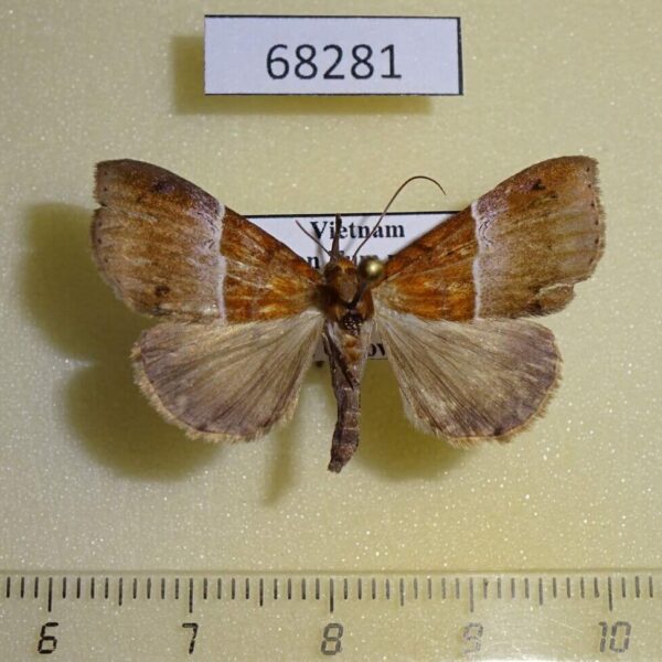 Noctuidae Euphiuche picta Vietnam