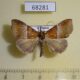 68281p Noctuidae Euphiuche picta Vietnam $5