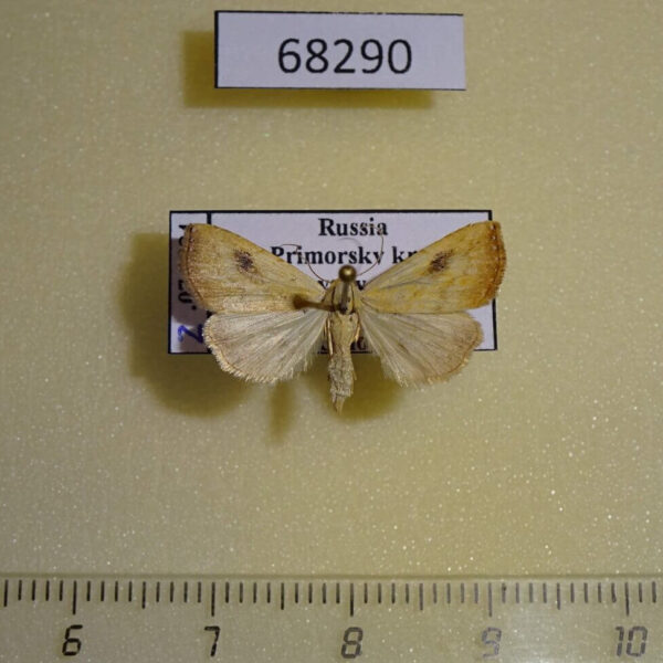 Noctuidae Rivula sericealis Primorye