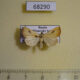 68290p Noctuidae Rivula sericealis Primorye $6
