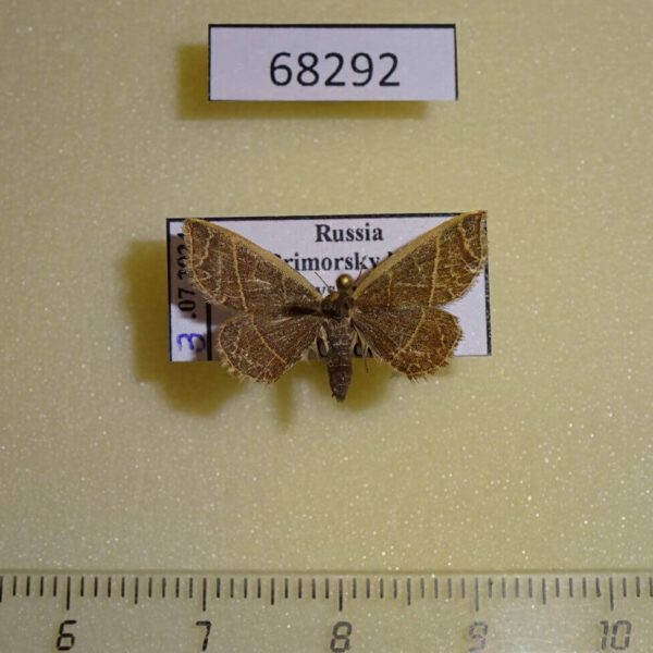 Noctuidae Oruza mira Primorye