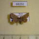 68292p Noctuidae Oruza mira Primorye $10