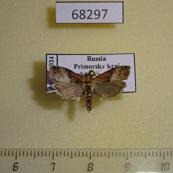 Pyralidae sp. Primorye