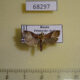 68297p Pyralidae sp. Primorye $3