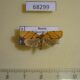 68299p Tortricidae Ptycholoma imitator Primorye $6