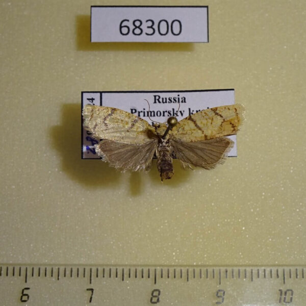Tortricidae Tortrix sinapina Primorye