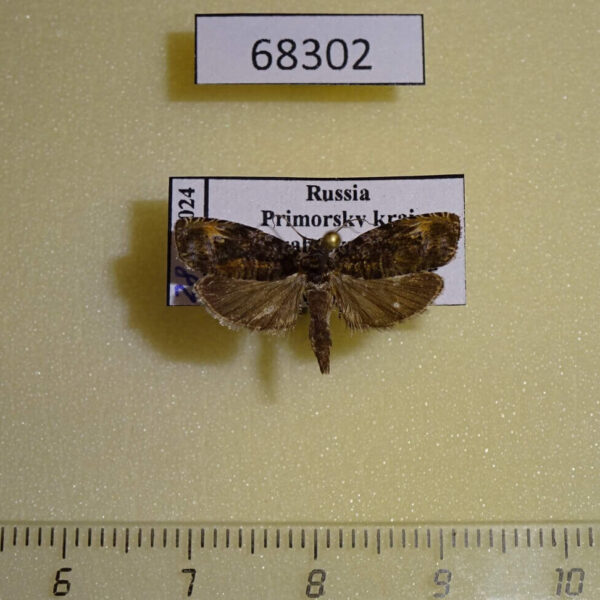 Tortricidae Hedya inornata Primorye