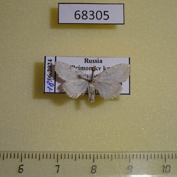 Noctuidae Nola aerugula Primorye