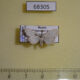 68305p Noctuidae Nola aerugula Primorye $10