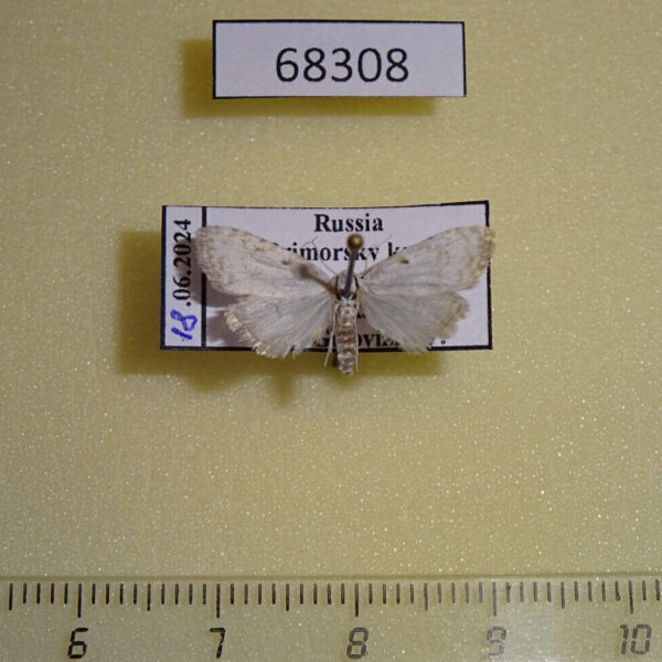 Noctuidae Nola aerugula Primorye