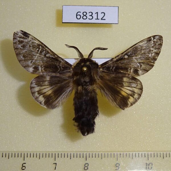 Lasiocampidae Bhima idiota Amur reg.
