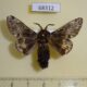 68312p Lasiocampidae Bhima idiota Amur reg. $13