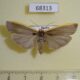 68313p Arctiidae Ghoria gigantea f Primorye $9