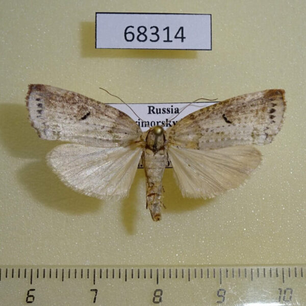 Noctuidae Kerala decipiens Primorye