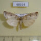 68314p Noctuidae Kerala decipiens Primorye $5