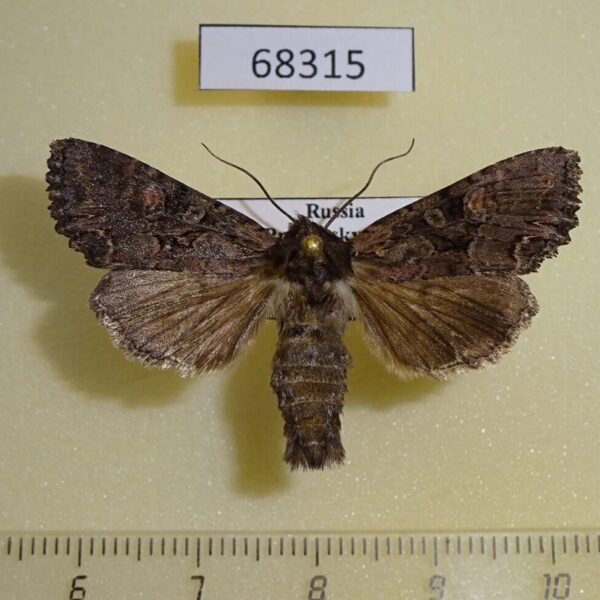 Noctuidae Lacanobia aliena Primorye