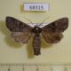 68315p Noctuidae Lacanobia aliena Primorye $7