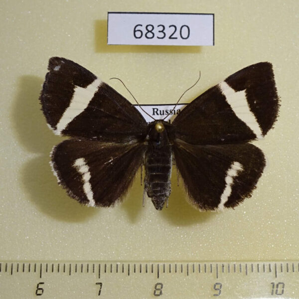 Noctuidae Euclidia juvenilis f Primorye