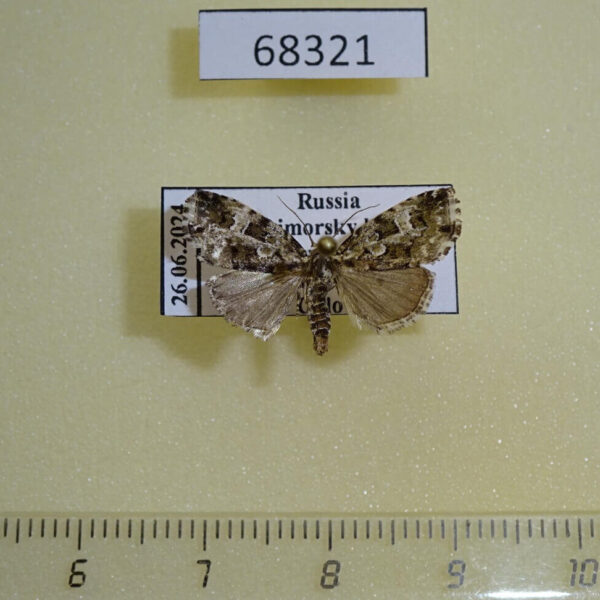 Noctuidae Koyaga magninumisma Primorye