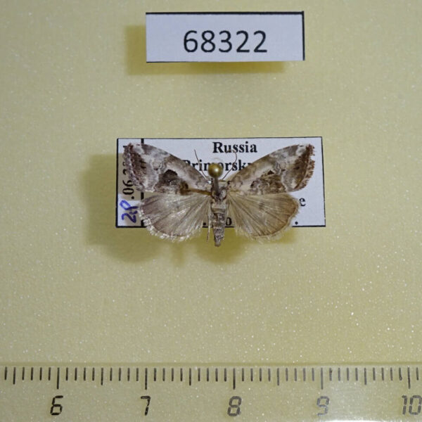 Noctuidae Elaphria venustula Primorye