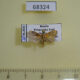 68324p Limacodidae Microleon longipalpis Primorye $9
