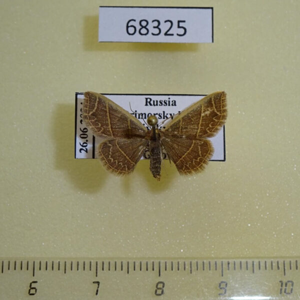 Noctuidae Oruza mira Primorye