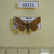 68325p Noctuidae Oruza mira Primorye $12