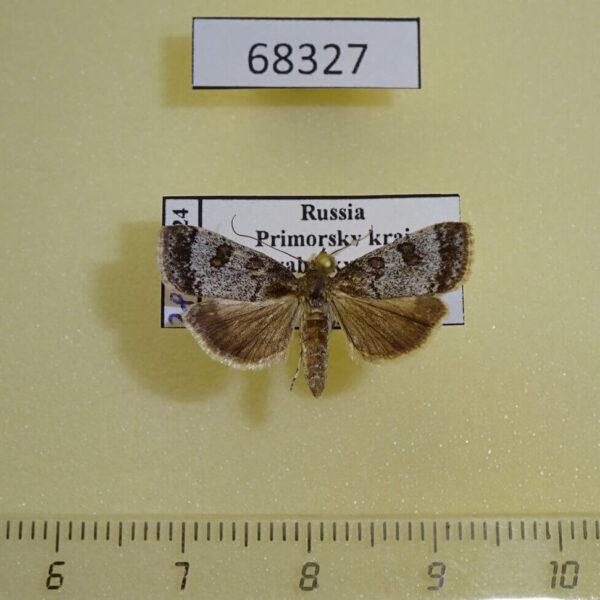 Crambidae Udea sp. tritalis Primorye