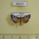 68327p Crambidae Udea sp. tritalis Primorye $6