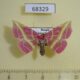 68329p Noctuidae Naganoella timandra f Primorye $15