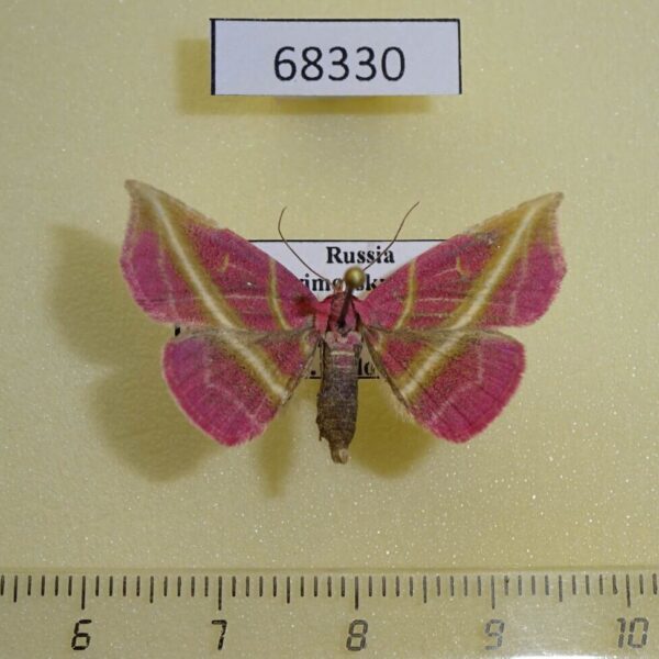 Noctuidae Naganoella timandra Primorye