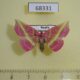 68331p Noctuidae Naganoella timandra Primorye $15