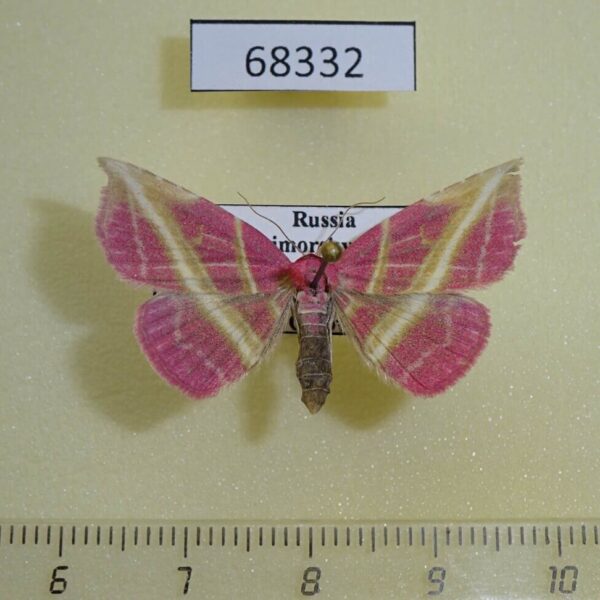 Noctuidae Naganoella timandra Primorye