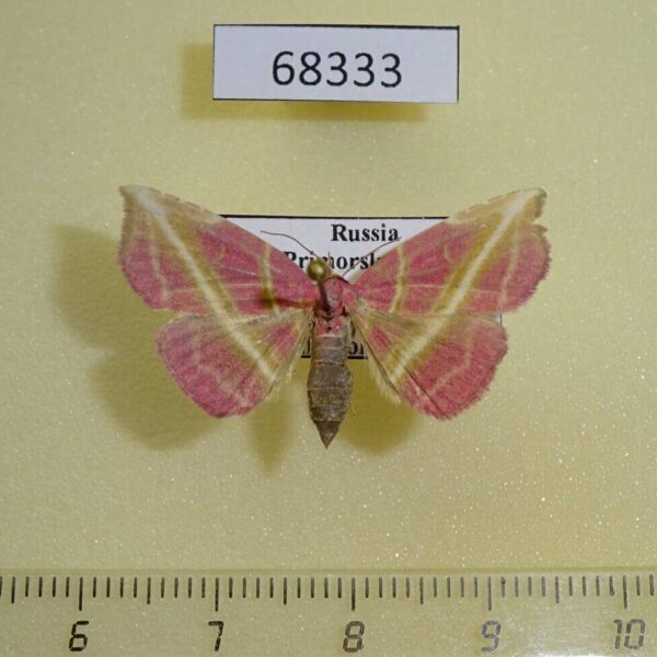 Noctuidae Naganoella timandra Primorye