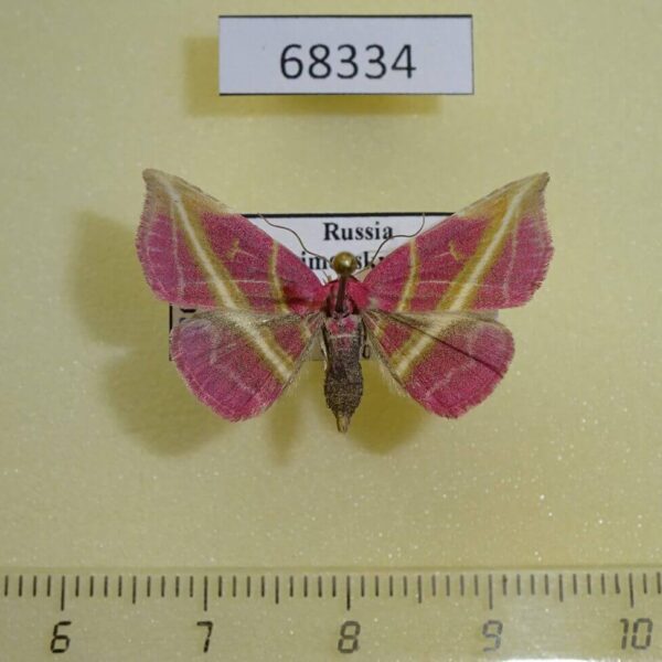 Noctuidae Naganoella timandra Primorye