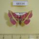 68334p Noctuidae Naganoella timandra Primorye $15