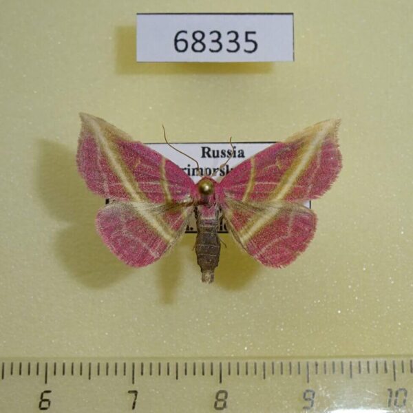 Noctuidae Naganoella timandra Primorye