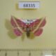 68335p Noctuidae Naganoella timandra Primorye $12