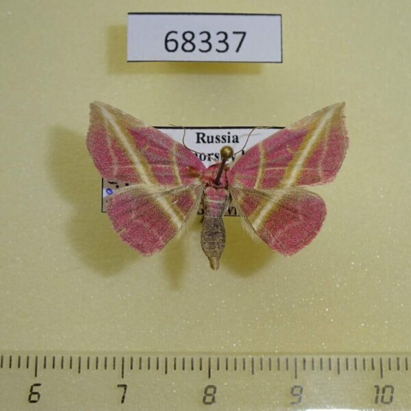 Noctuidae Naganoella timandra Primorye