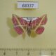 68337p Noctuidae Naganoella timandra Primorye $12