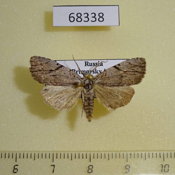 Noctuidae Balsa leodura Primorye
