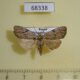 68338p Noctuidae Balsa leodura Primorye $7