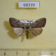 68339p Noctuidae Balsa leodura Primorye $9