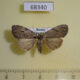 68340p Noctuidae Balsa leodura f Primorye $10