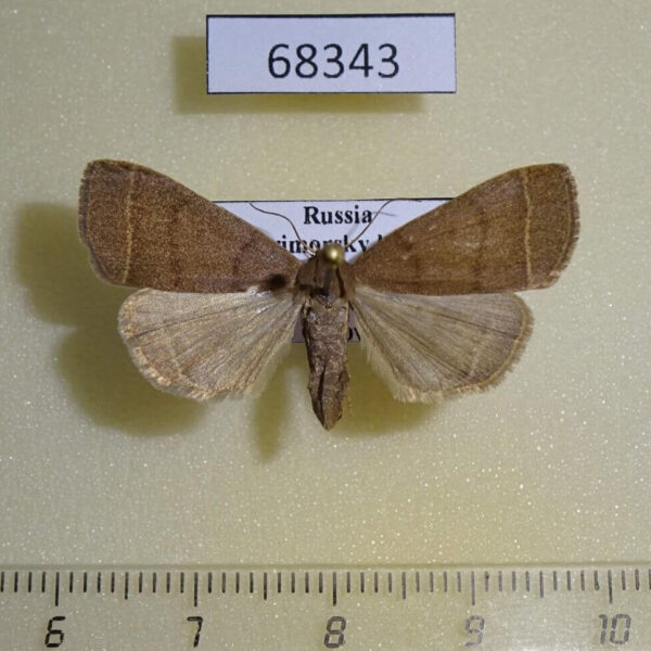 Noctuidae Simplicia rectalis f Primorye