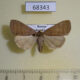 68343p Noctuidae Simplicia rectalis f Primorye $10