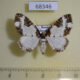 68346p Geometridae Melanthia procellata f Primorye $7