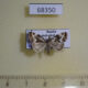 68350p Noctuidae Deltote deceptoria Transbaikal reg. $5
